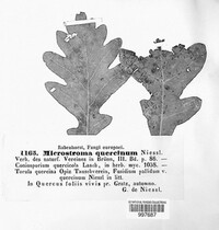 Microstroma album image
